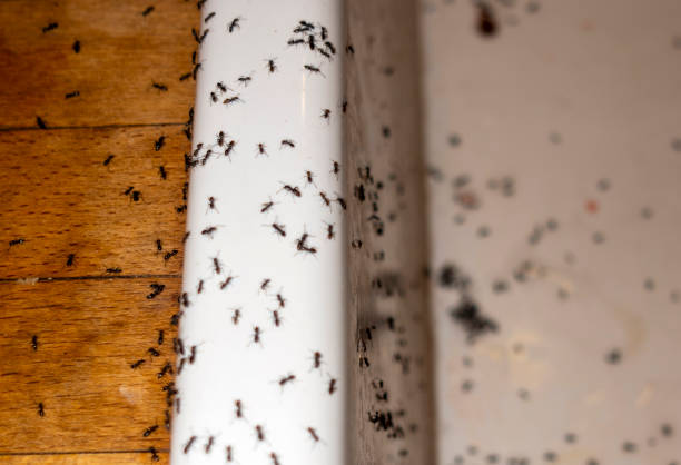 Huntingtown, MD Pest Control Company