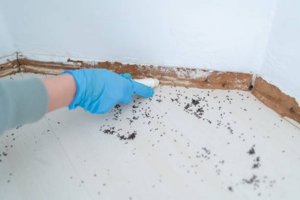 Insect Control in Huntingtown, MD